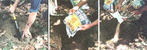 Fertilizer Mix for Fruit Tree Planting